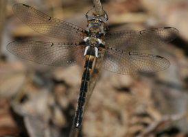 Uhler's Sundragon